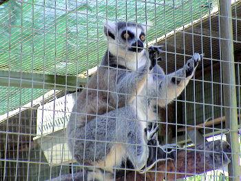 Lemur