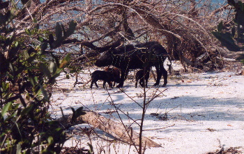 Mama Boar protecting her babies on Caya Costa