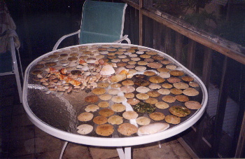 Shells found at Caya Costa