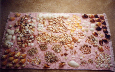Shells Found at Caya Costa
